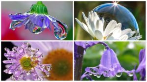 kapli_rosy (4)