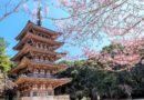 Дайго-дзи — место любования сакурой в Киото – древнем городе мира и покоя.