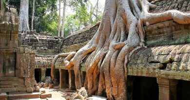 Королівство Камбоджа. Храм Та-Пром. Гармонія дерева та каменю.