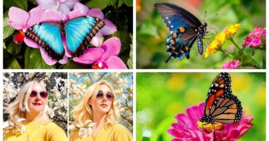 «Ефект метелика»