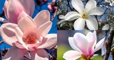 Живіть «тут і зараз» — Дзен.